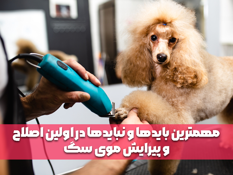 مهمترین بایدها و نبایدها در اولین اصلاح و پیرایش موی سگ